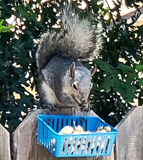 Squirrel, nature háttérképek