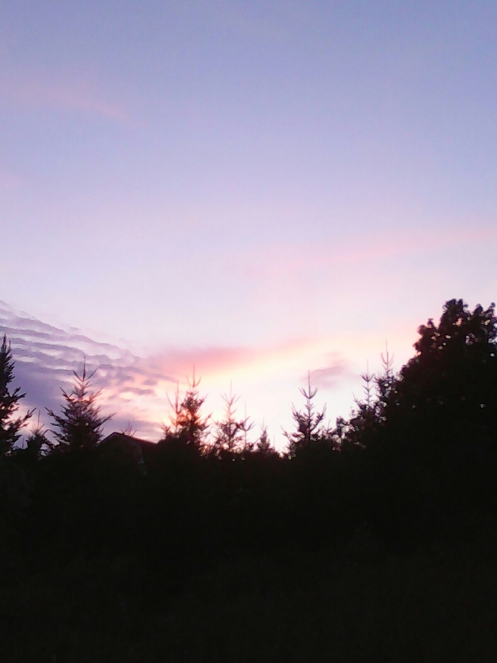 Treetop Sunset