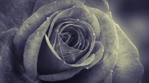 flora, photography Hintergrundbilder