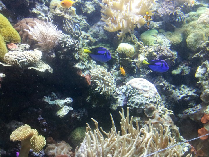 fish