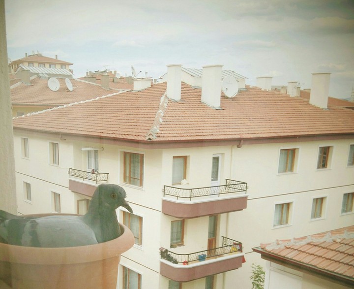 an innocent dove