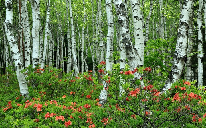 Birch forest : red, green and white