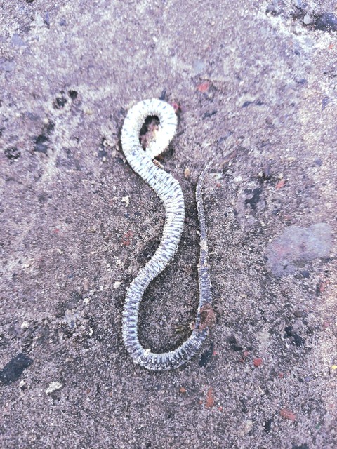 soil, serpent Hintergrundbilder