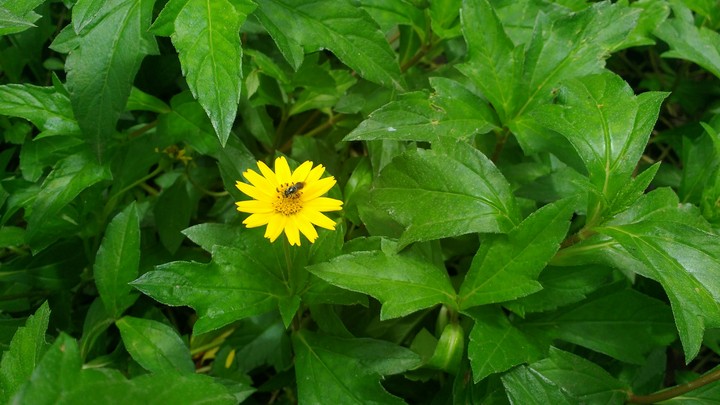 Nature