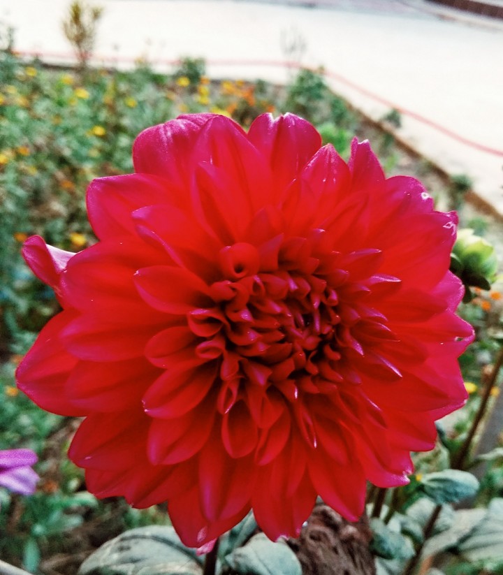 ডালিয়া....