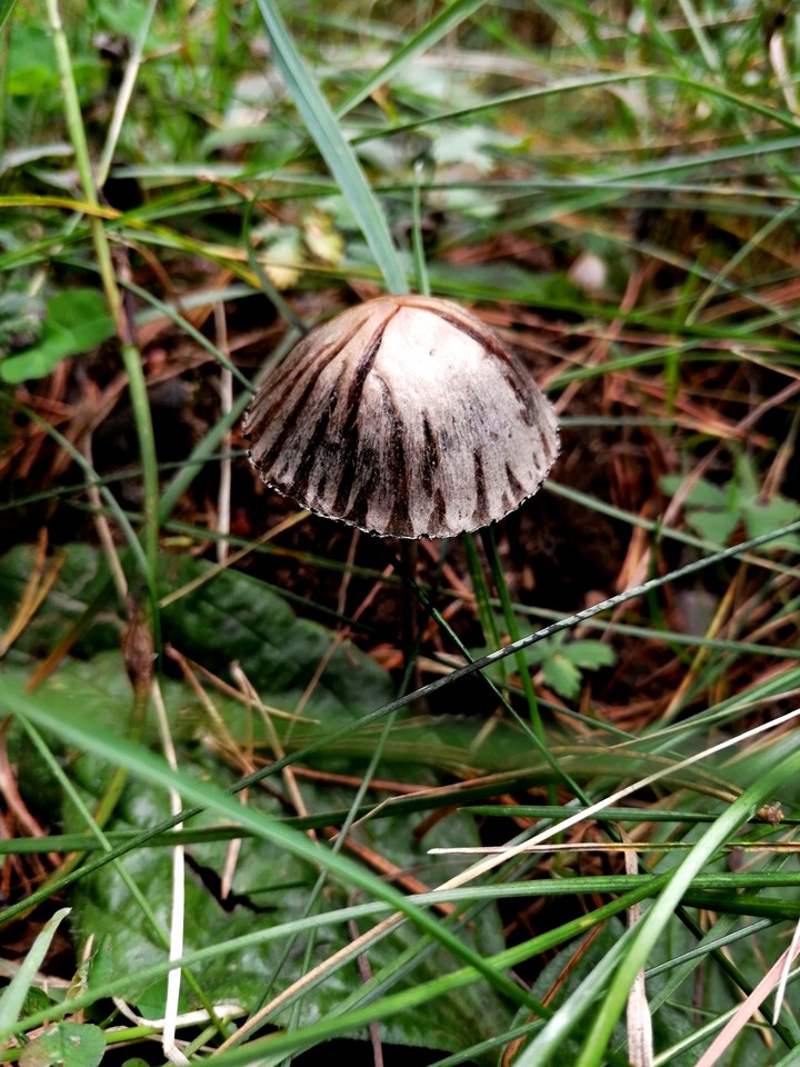 tiny umbrella