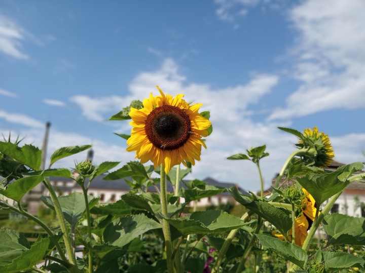 sunflower