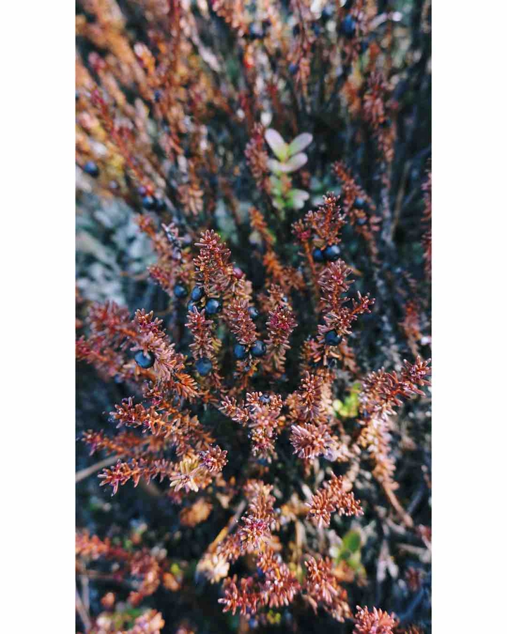 Last year berries