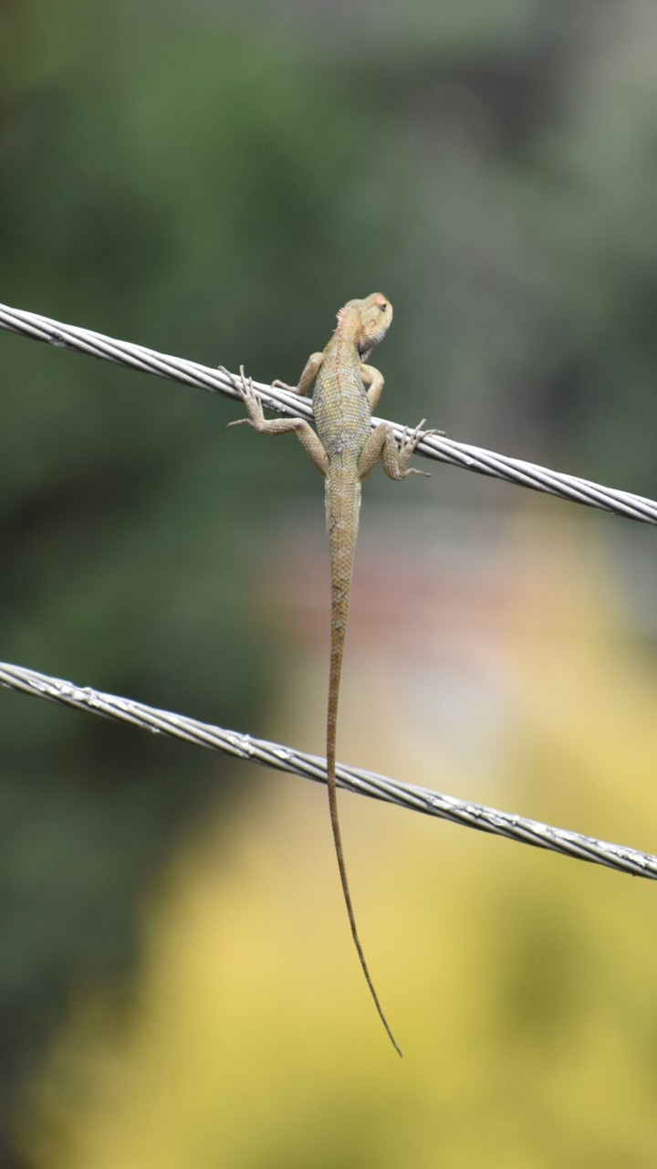 lizard on wire