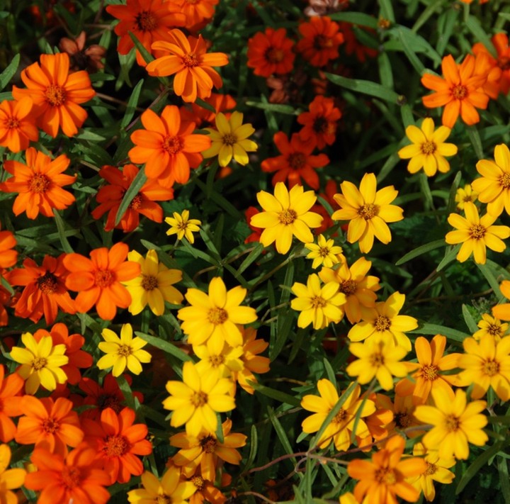 Array of Flowers