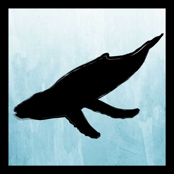 whale