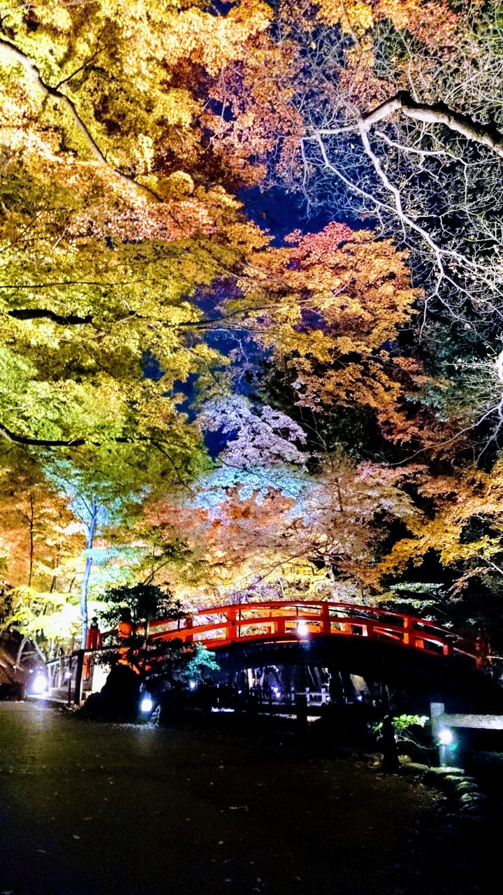 autumn leaves
