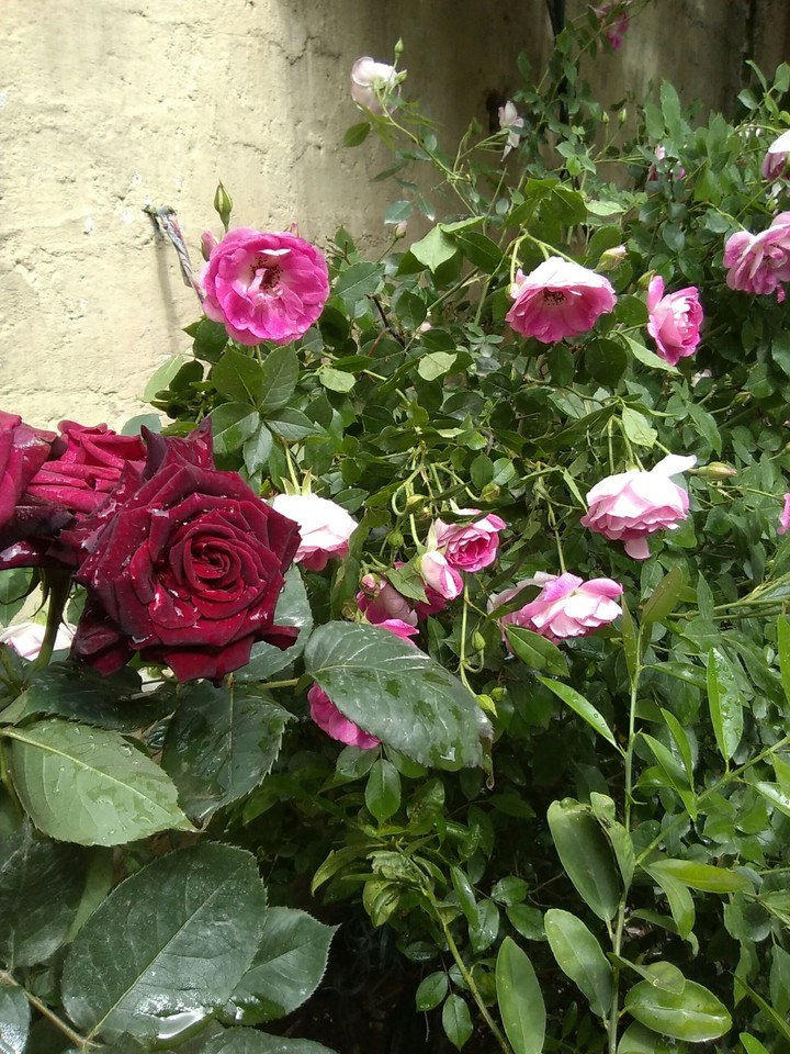 Flowers