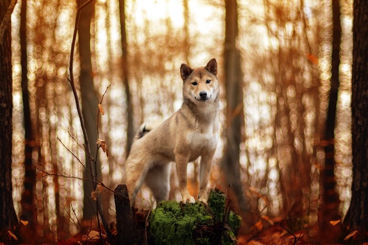 dog