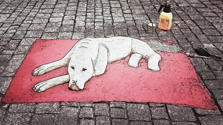 dog on the red carpet
