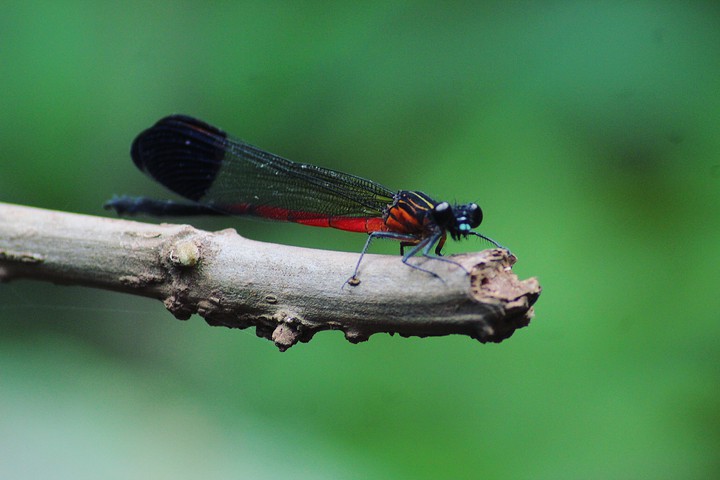 Dragon Fly