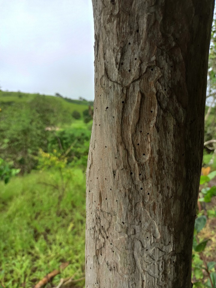 wood pillar