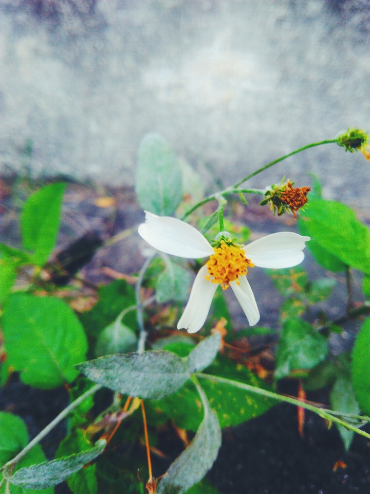 wildflowers