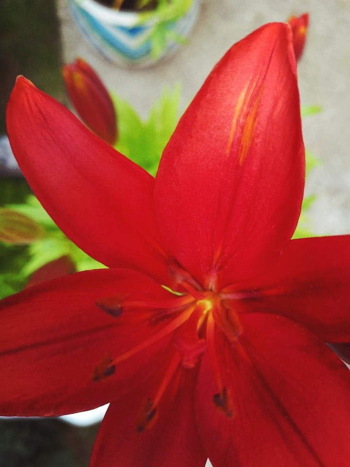 lys