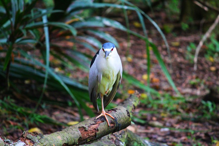 One Legged Bird, Jurong Bird Park Singapore