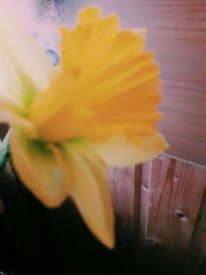 narcissus 