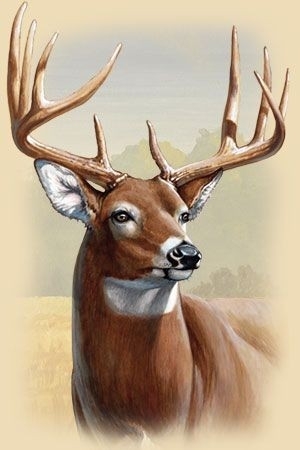 deer