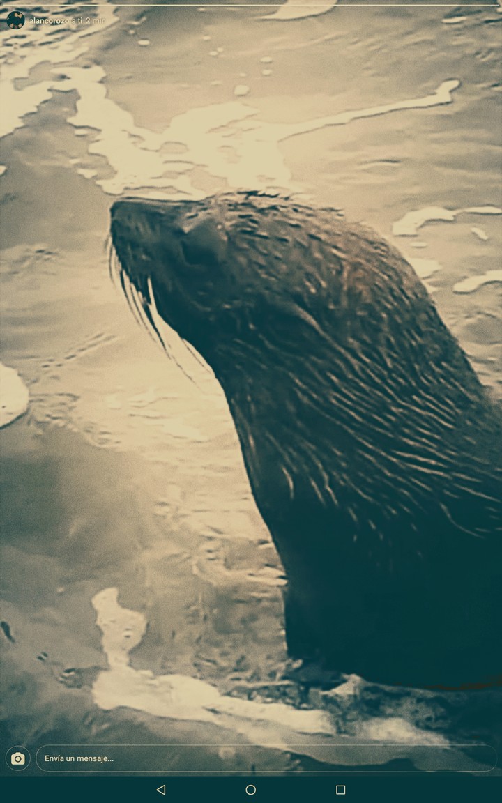 lobo marino