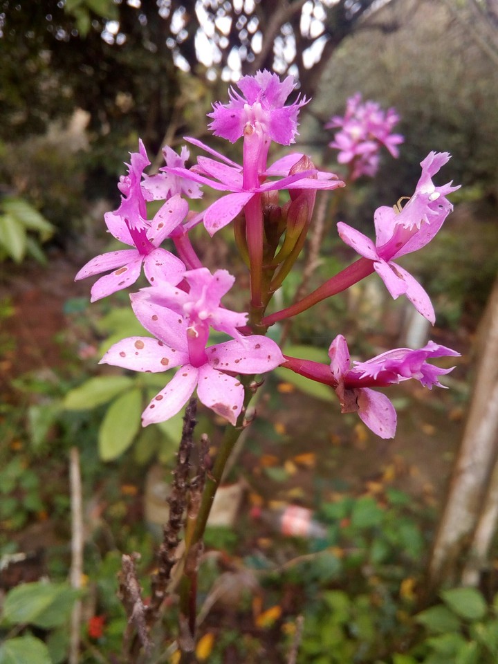Flower. Brasil