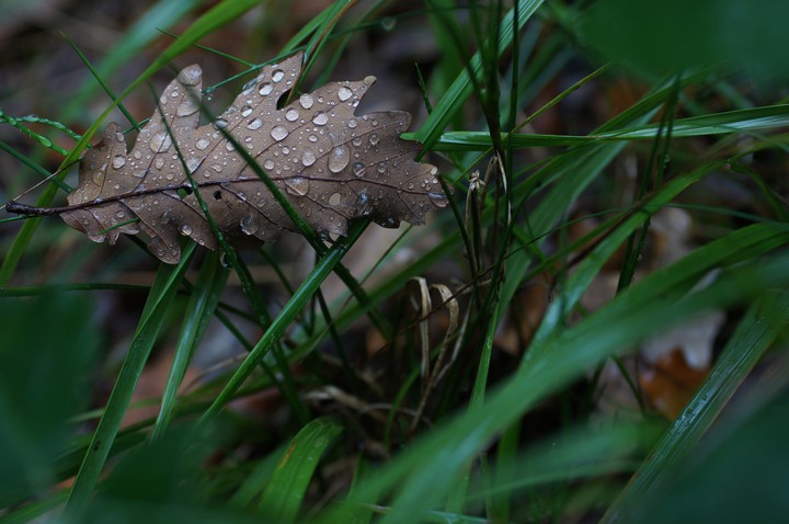 Blatt im Morgentau