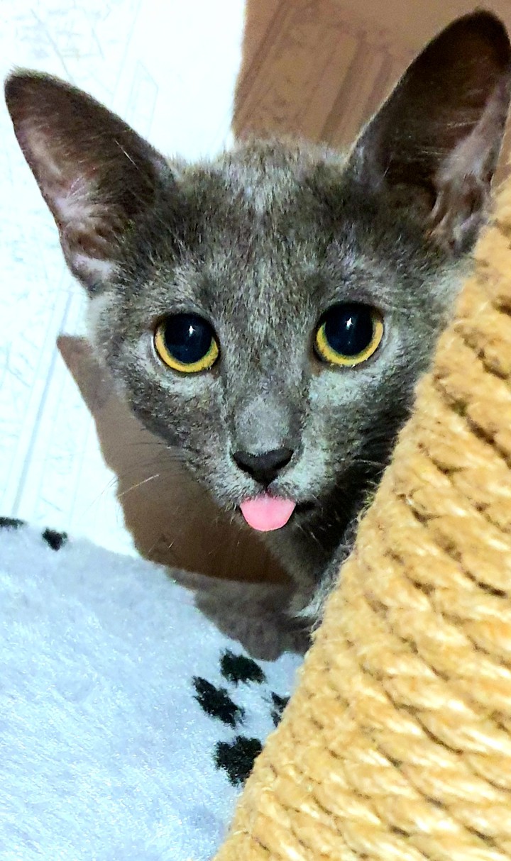 кошка