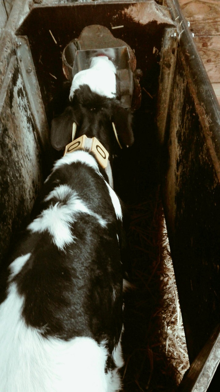 cow