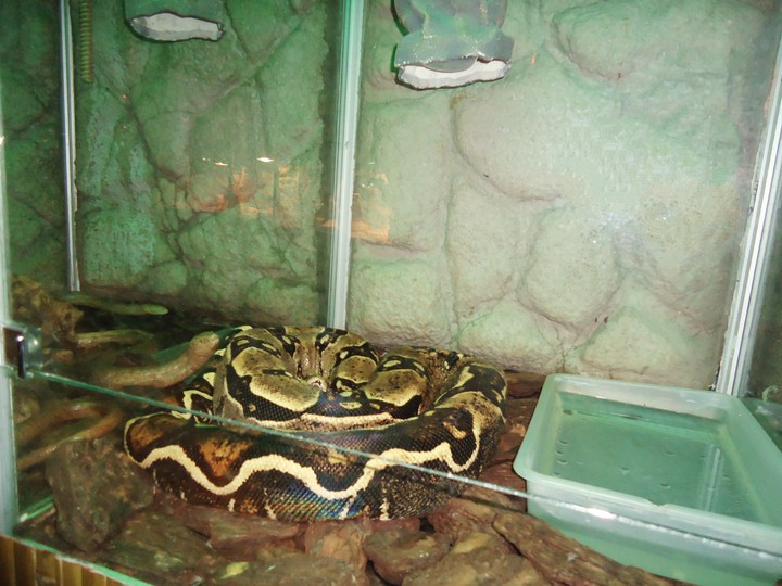 snake