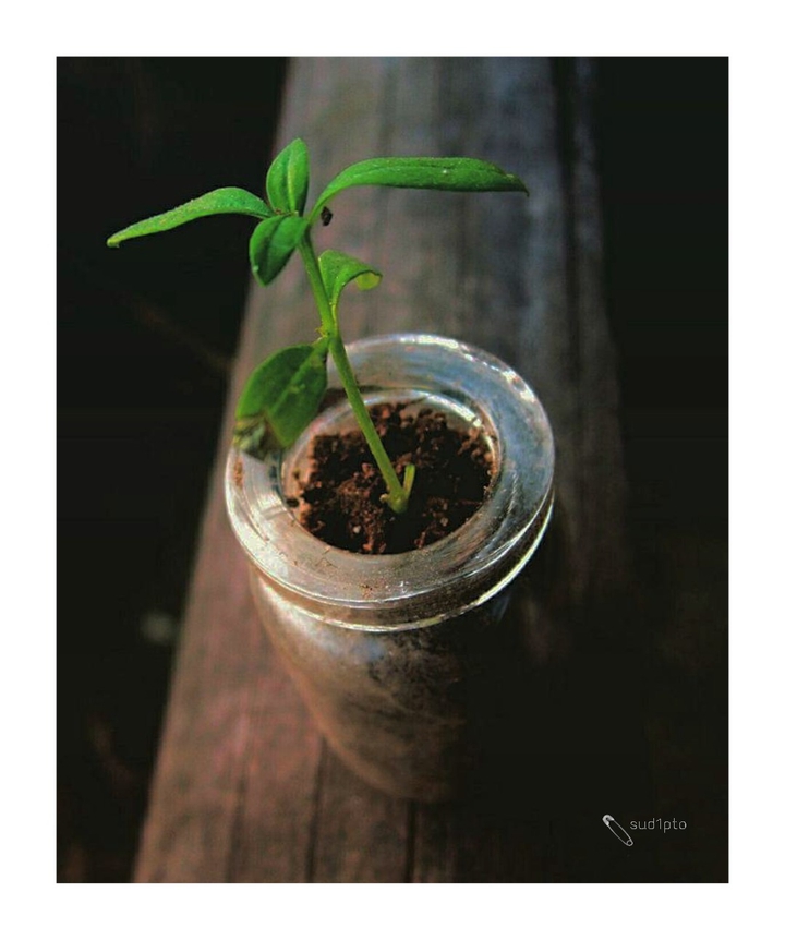 plant