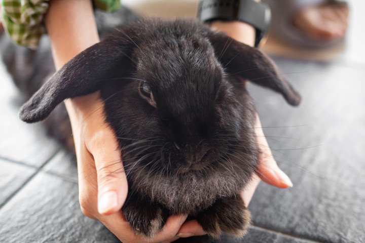 Beauty Black Bunny
