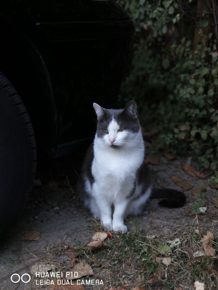cat
