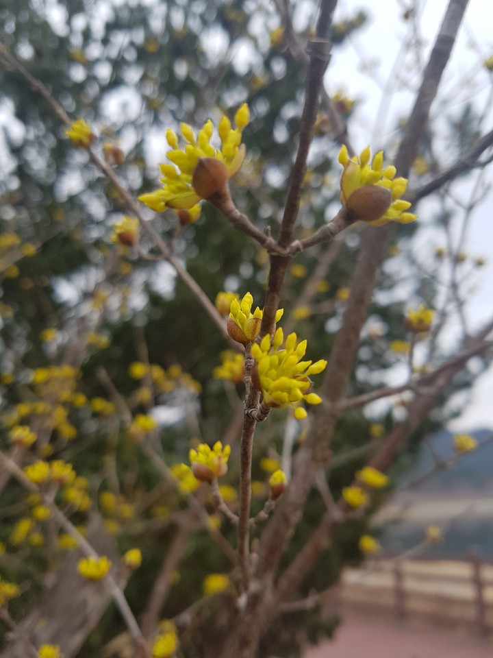산수유