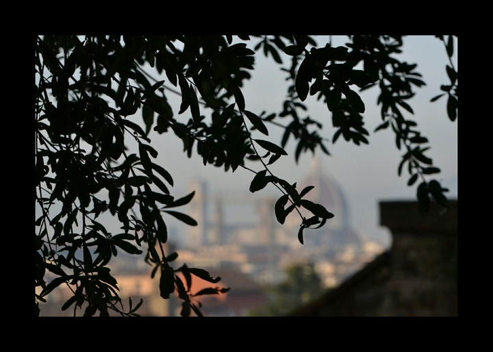 Florence through the leaves