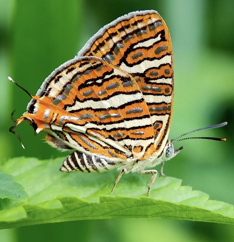 lycaena, butterfly壁紙