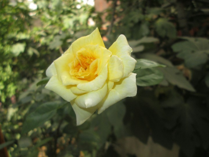 yellow rose