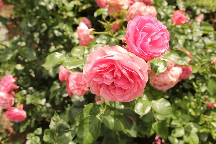 rose