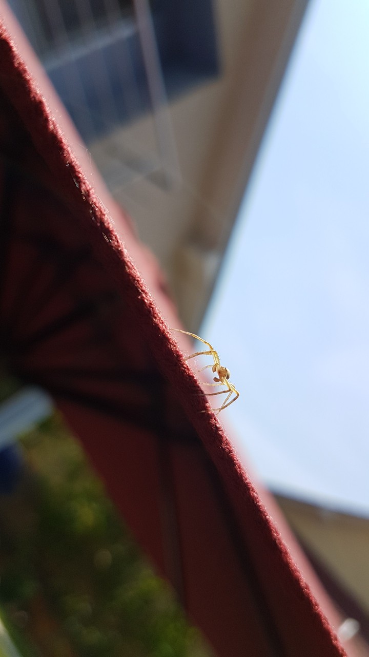 Spider close macro