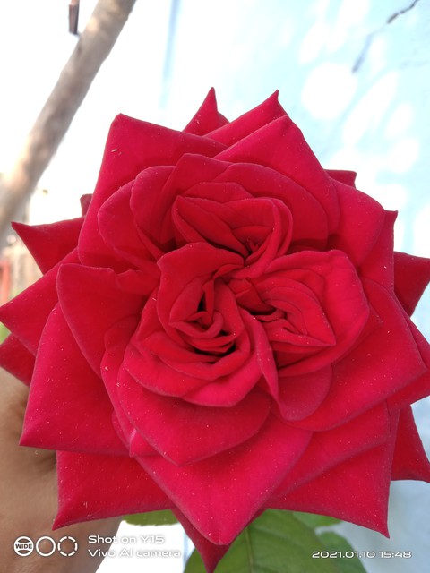 pink, rose háttérképek