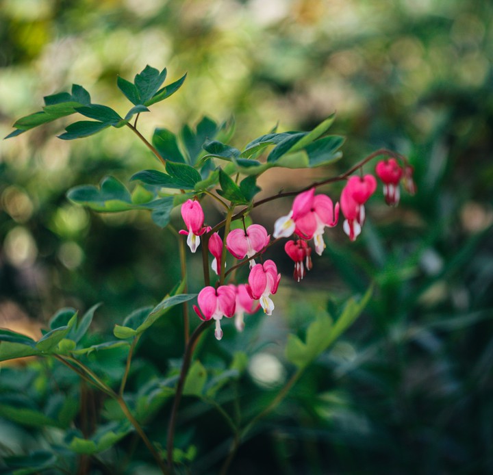 dicentra