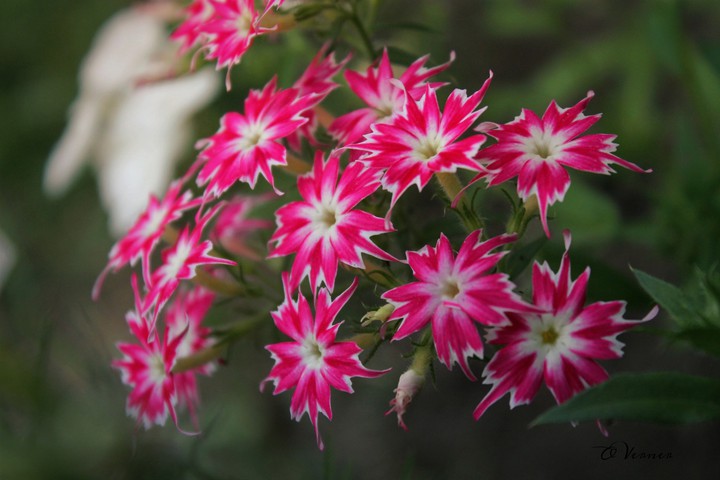 O.V. ❇️❤️❇️ from my garden