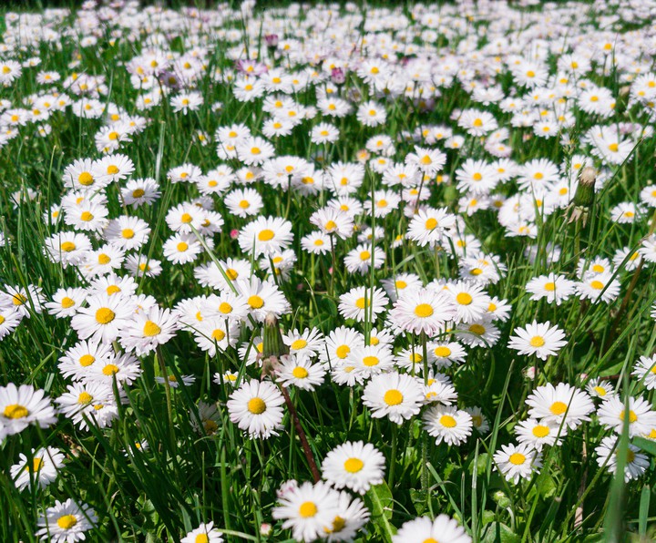 flower field