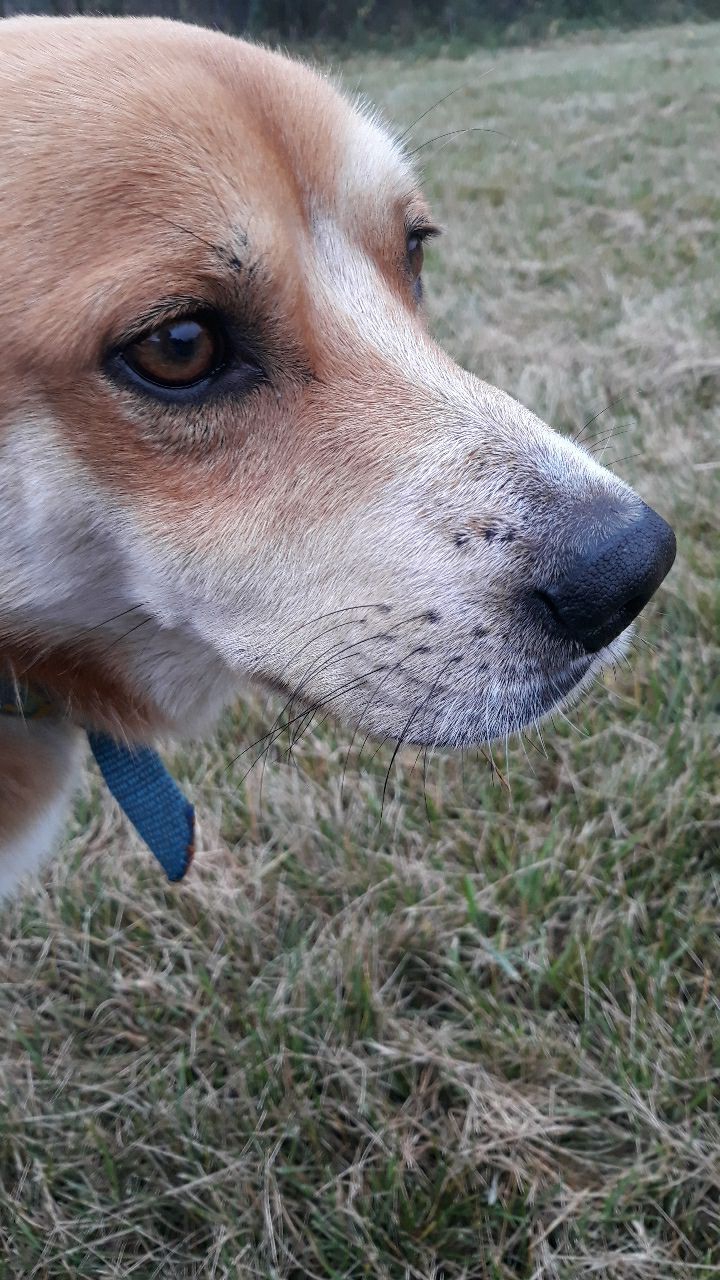 My dog