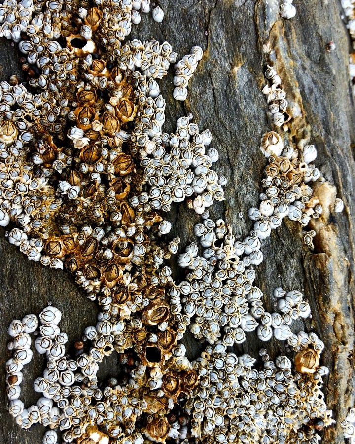 Nature's Art