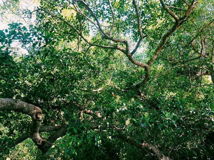 forest