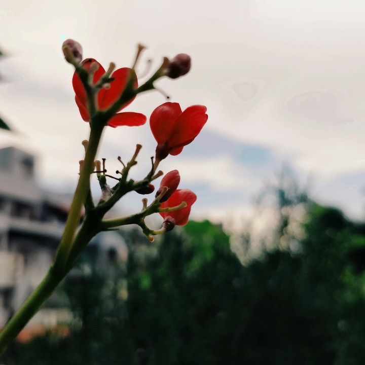 every flower has a soul....a beautiful colourful soul