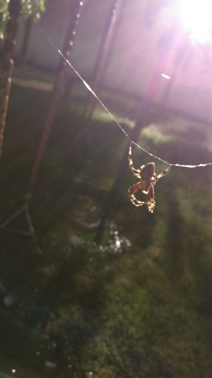 Spider